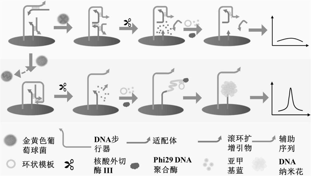 Pathogenic bacteria electrochemical detection method based on DNA walker and nanoflower structure