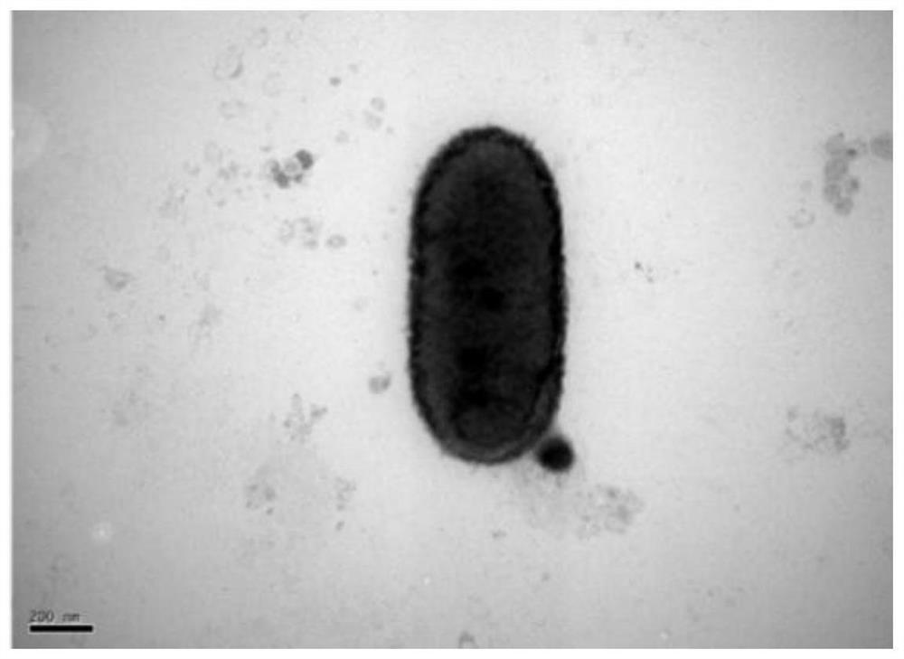 Strain dyella sp.LX-1 and its application in oxidizing organic selenium ...