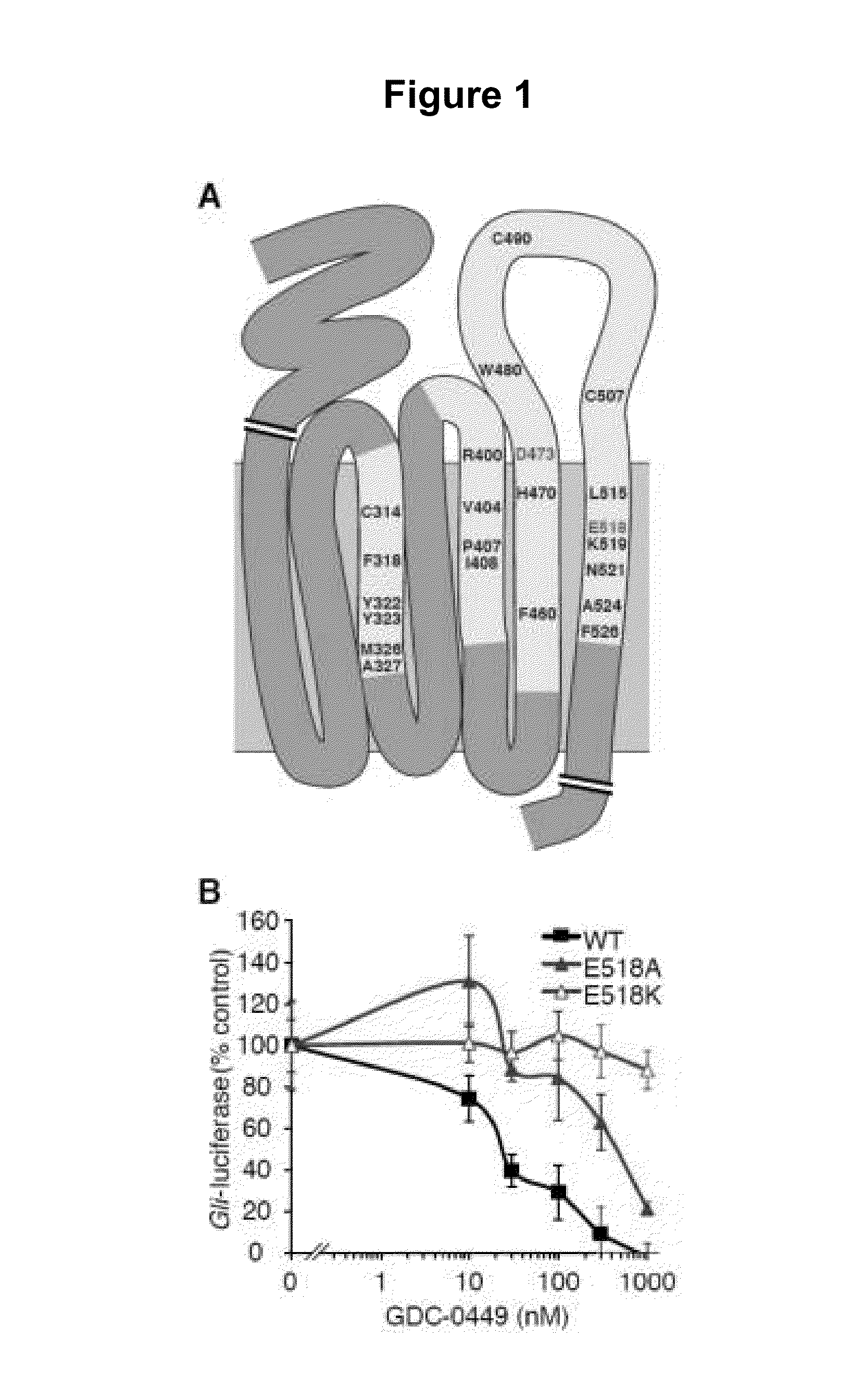 Mutant smoothened and methods of using the same