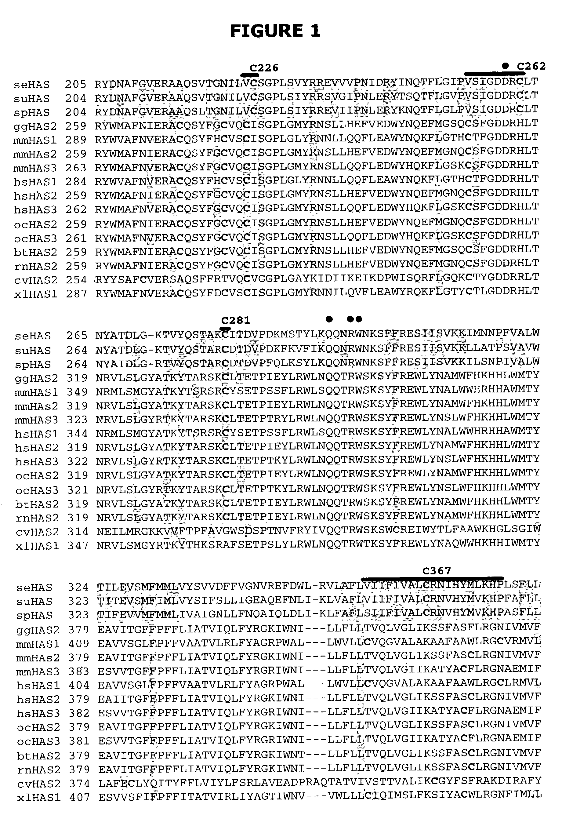 Hyaluronan synthases and methods of making and using same