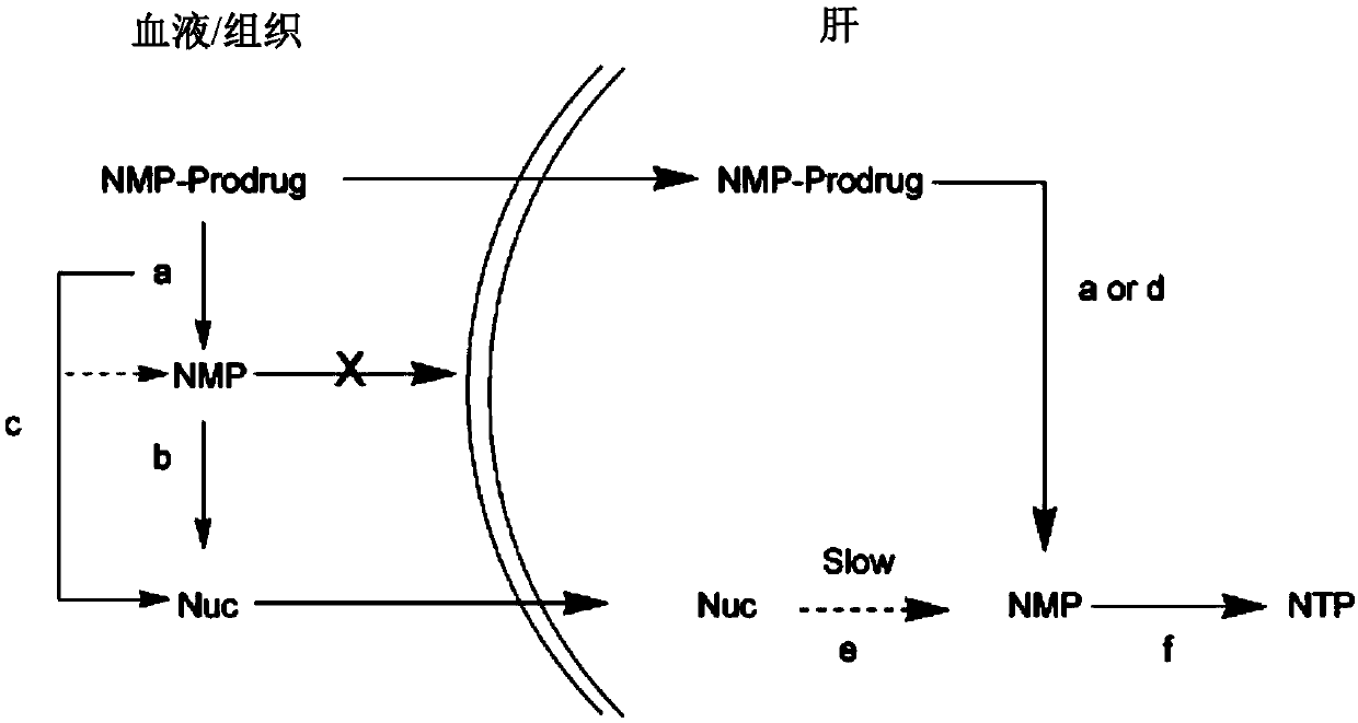 Novel cyclophosphate for the treatment of hcv infection