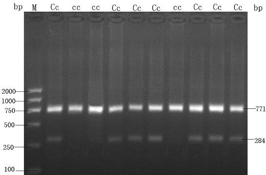 Breeding method for a new strain of grain-saving green shank recessive white feather broiler chicken