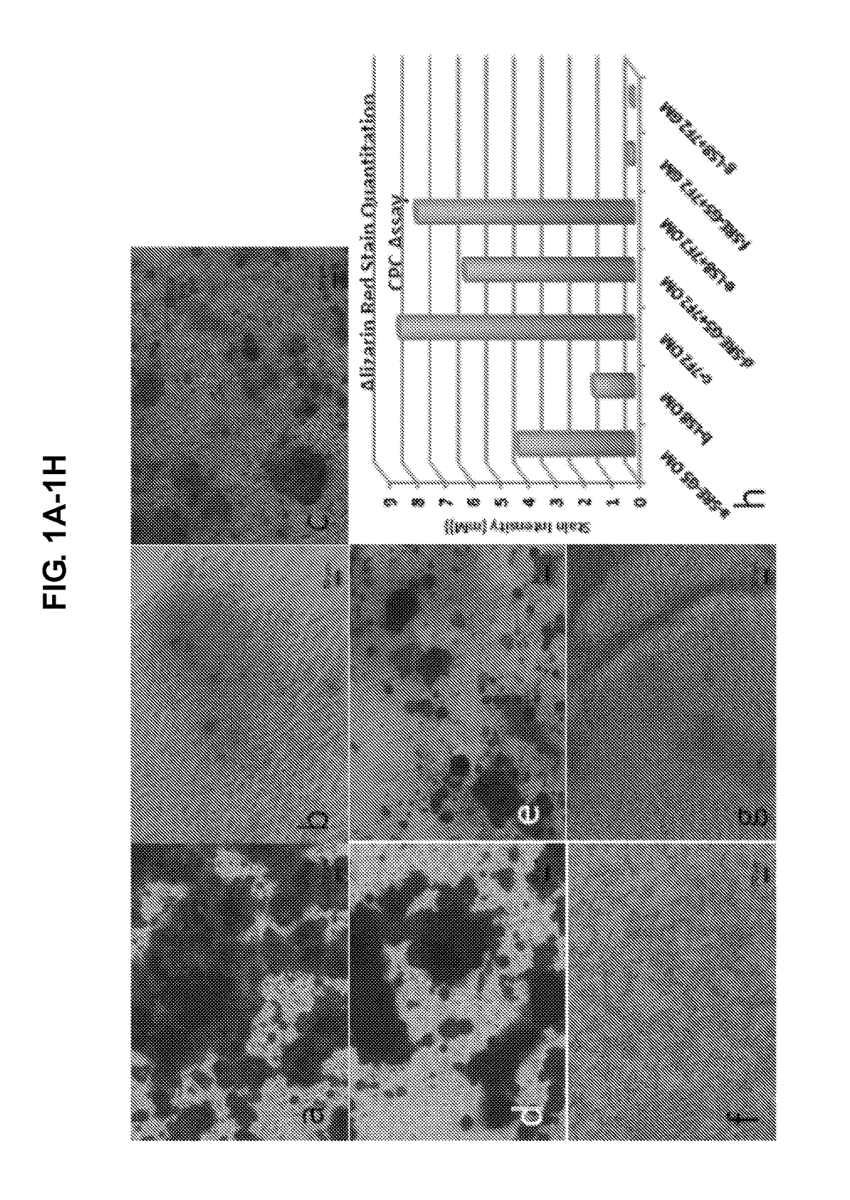 Production of dentin, cementum and enamel by cells