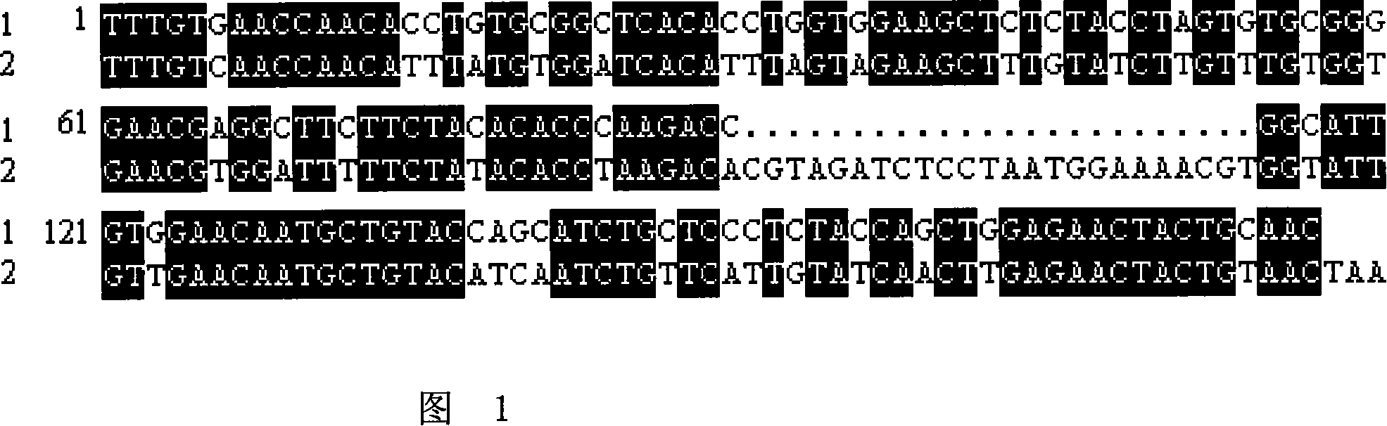 Recombination human insulin and its coding gene and application