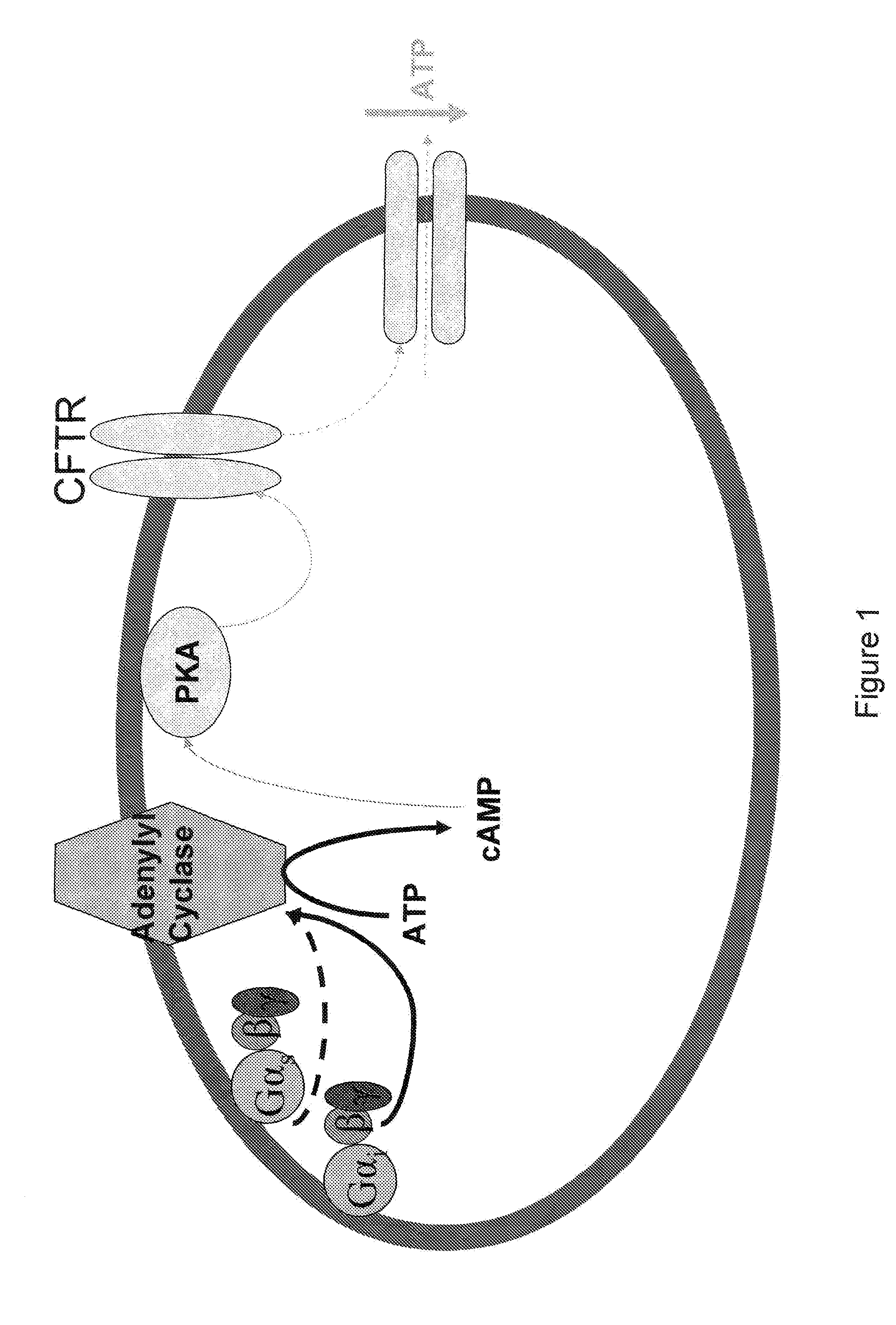 Method of screening for a drug candidate that increases ATP release from RBCs stimulated via the Gs or Gi pathway