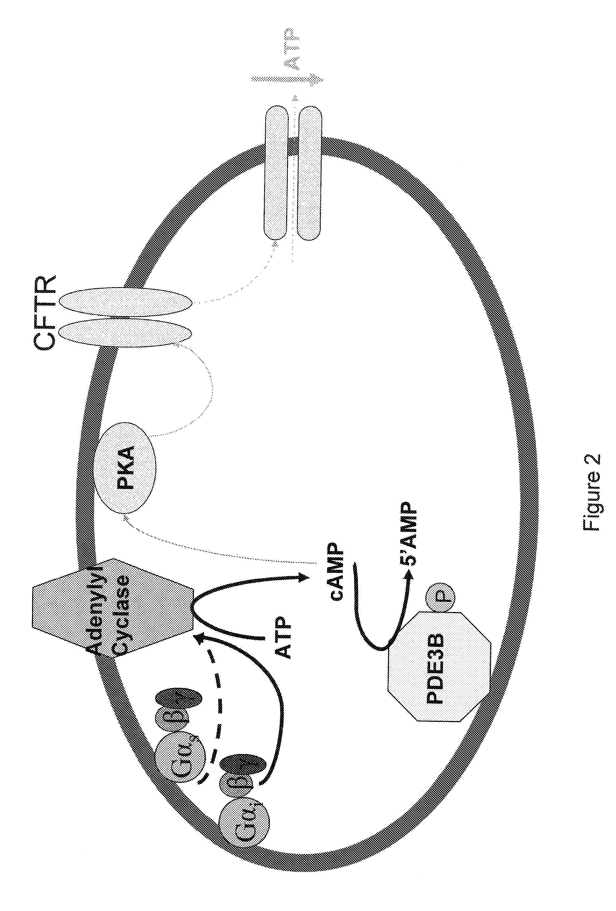 Method of screening for a drug candidate that increases ATP release from RBCs stimulated via the Gs or Gi pathway