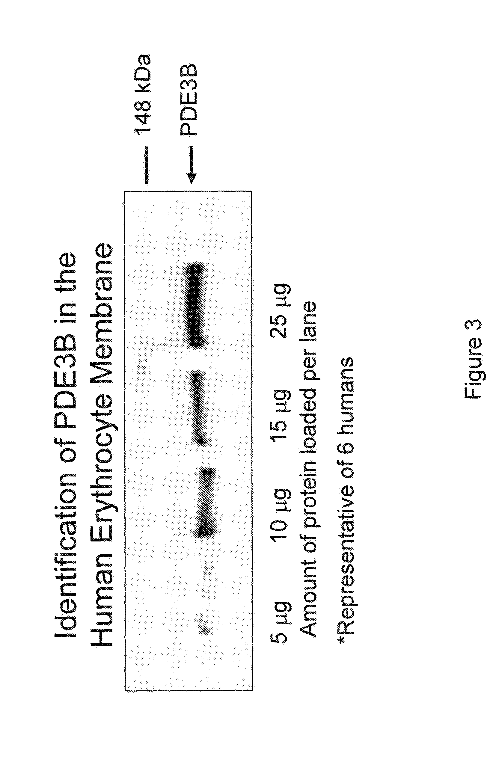 Method of screening for a drug candidate that increases ATP release from RBCs stimulated via the Gs or Gi pathway