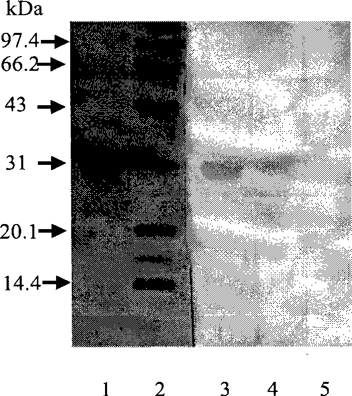 Protective antigen composition capable of excitating organism to generate immunity against plague and use thereof