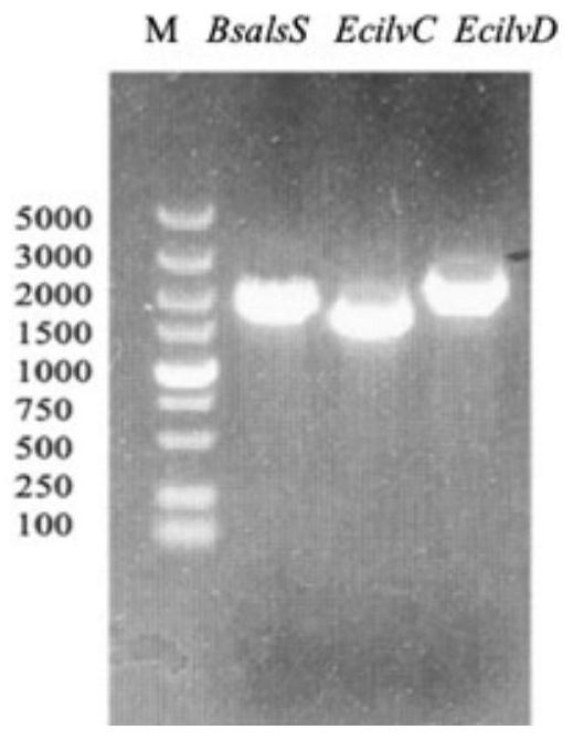 A method for metabolically engineering Escherichia coli to prepare α-ketoisovaleric acid