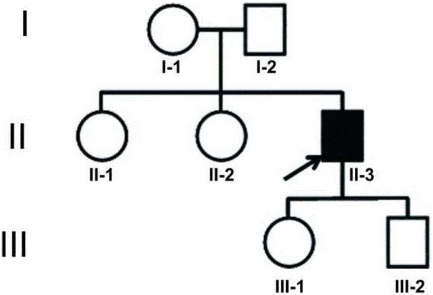 Novel mutant pathogenic gene PLEKHM1 of osteopetrosis, and encoded protein and application thereof