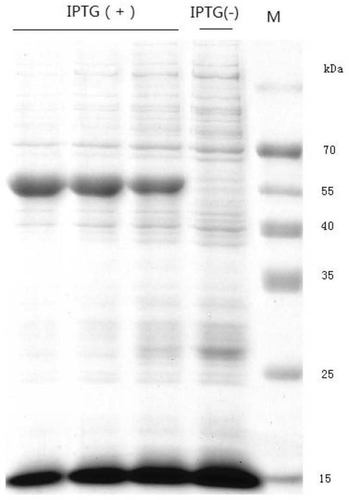 A new pectinase gene and its protein expression, carrier and application