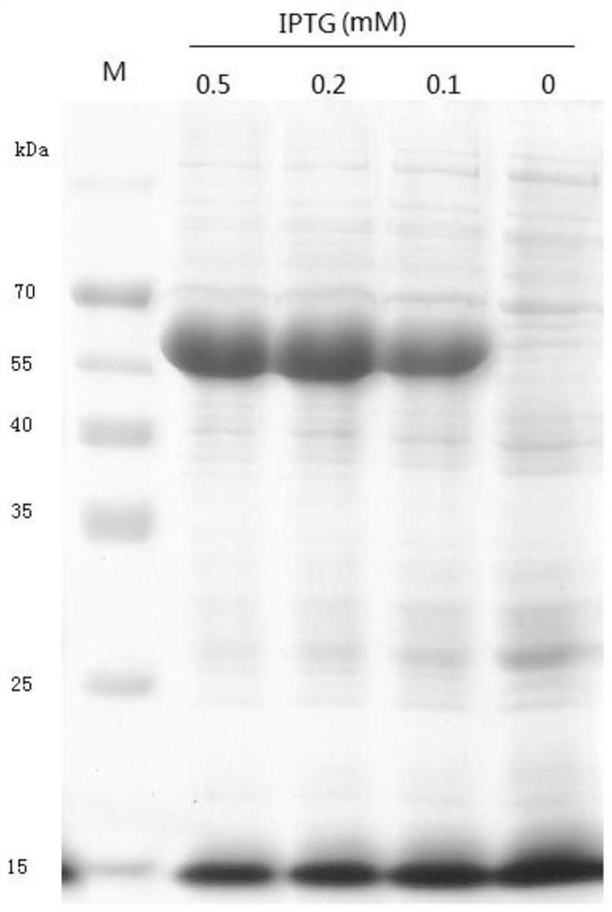 A new pectinase gene and its protein expression, carrier and application