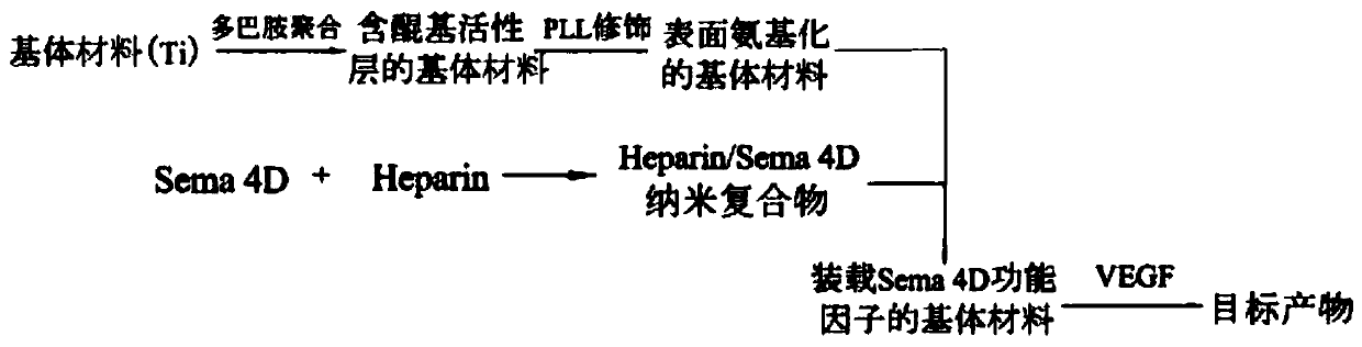 A kind of construction method and application of sema 4D-VEGF coating