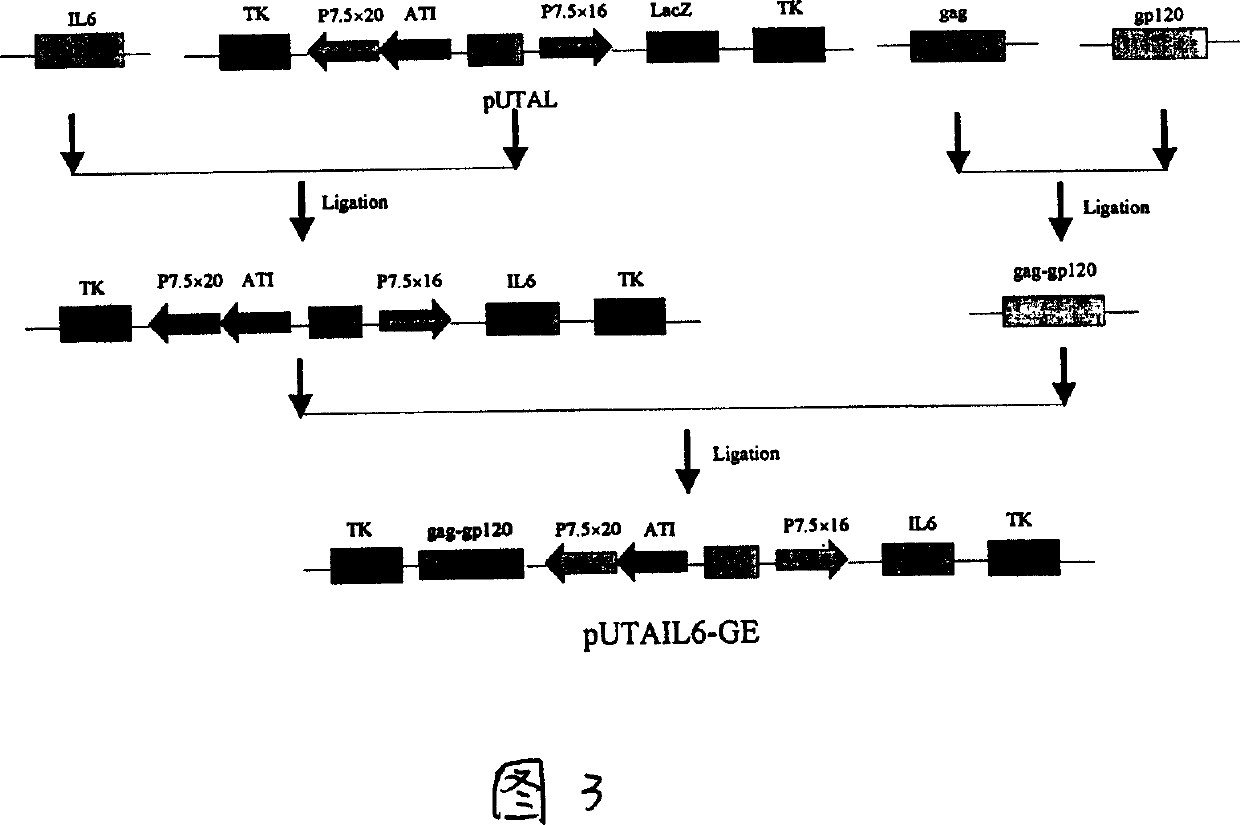 Recombined fowl pox living carrier vaccine for co-expression of MIV-1CNB and hlL-6 proteins