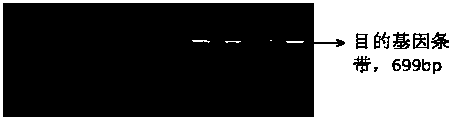 Epinephelus coioides sex control gene Rspo1 and preparation method and application thereof