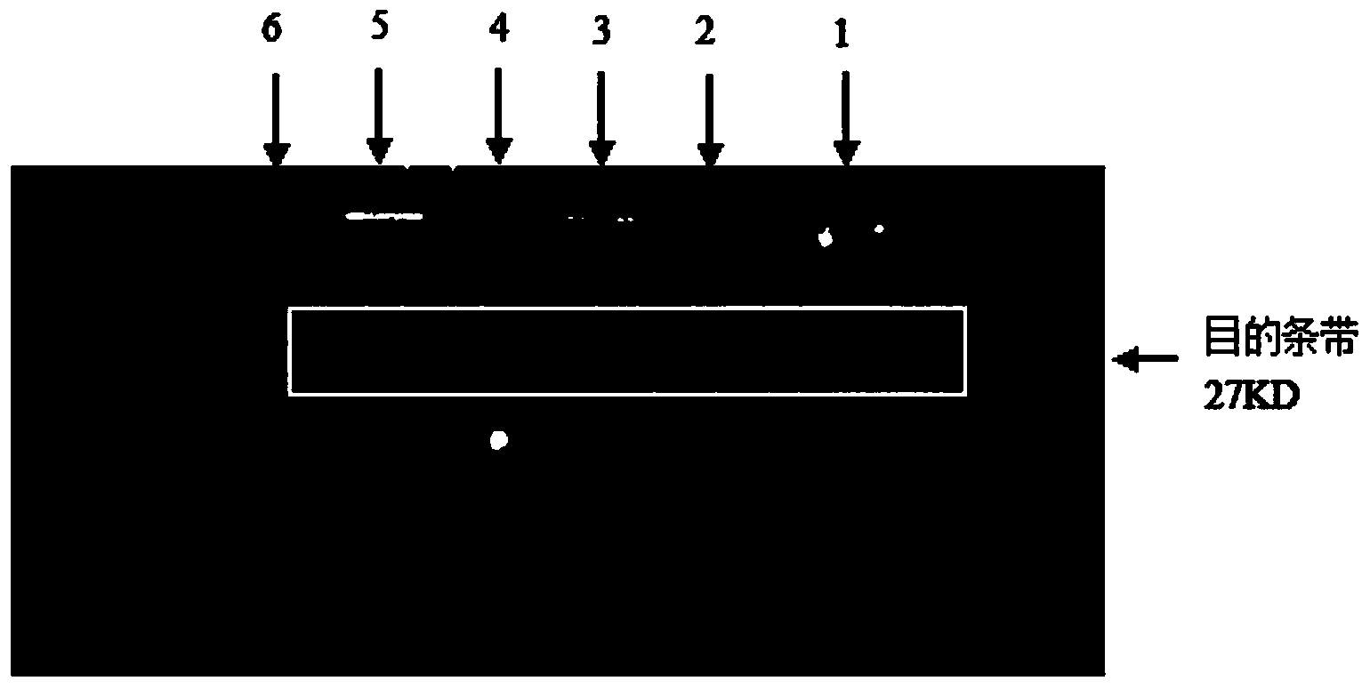 Epinephelus coioides sex control gene Rspo1 and preparation method and application thereof