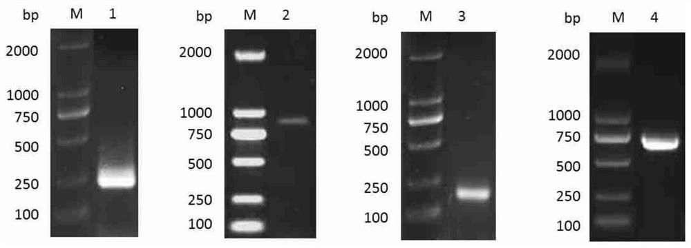 Gene highly expressed in schistosoma japonicum katsurada, and coding protein and application thereof