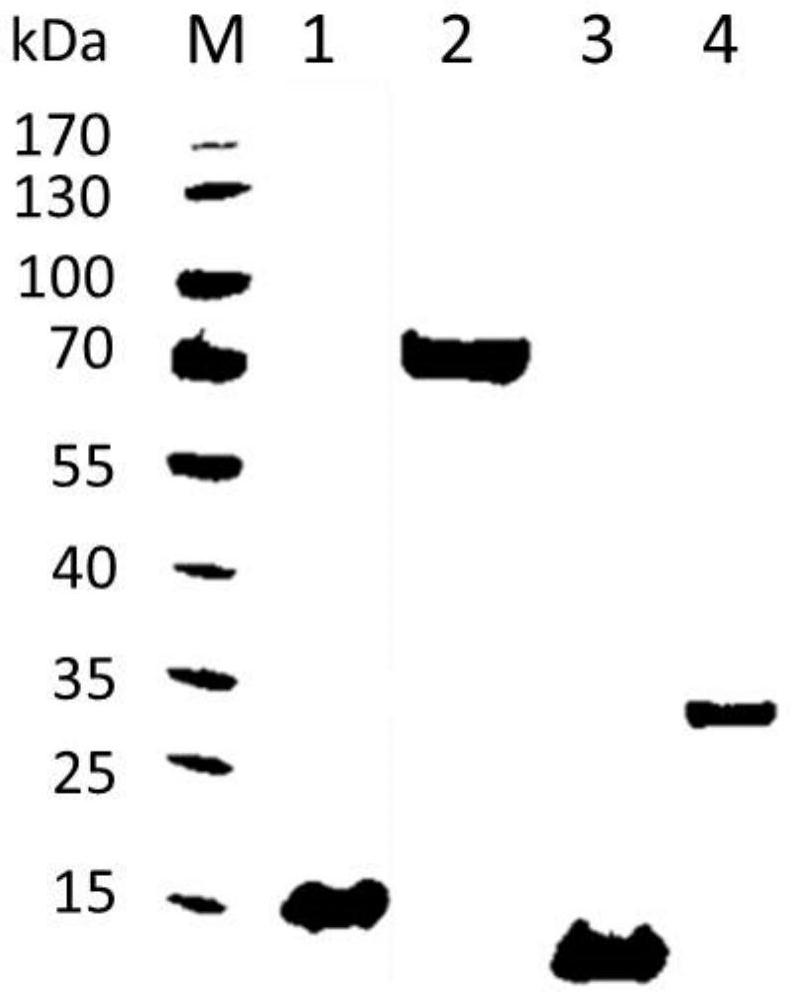 Gene highly expressed in schistosoma japonicum katsurada, and coding protein and application thereof