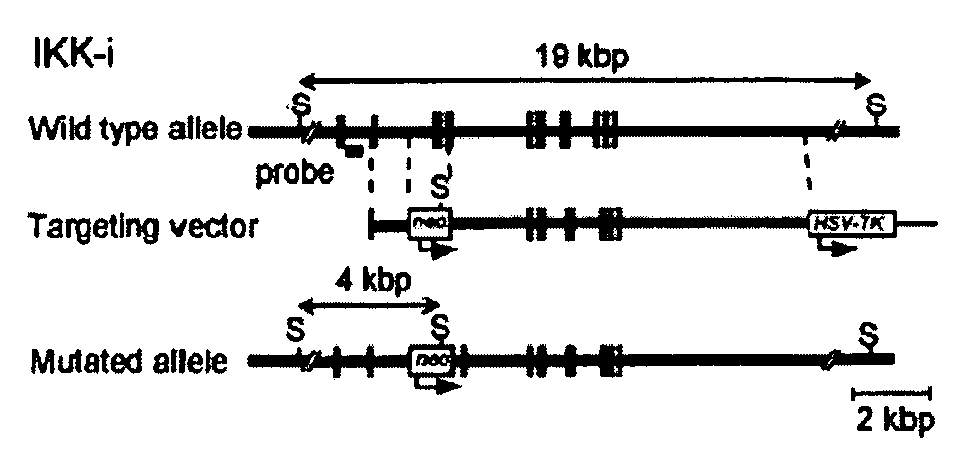 Screening Method With The Use Of TBK1 Knockout Mouse