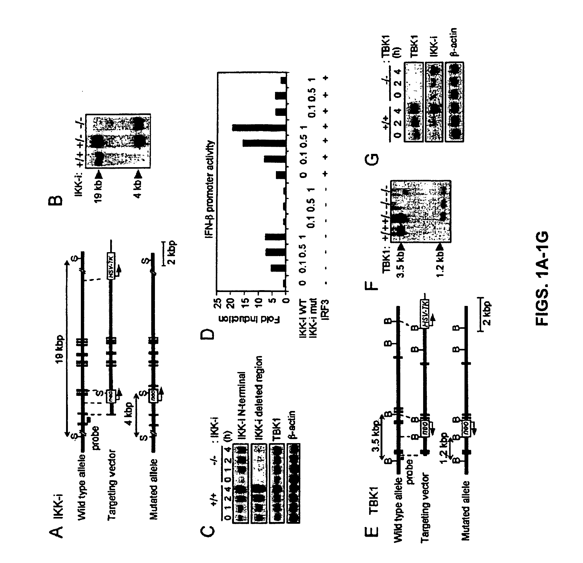 Screening Method With The Use Of TBK1 Knockout Mouse