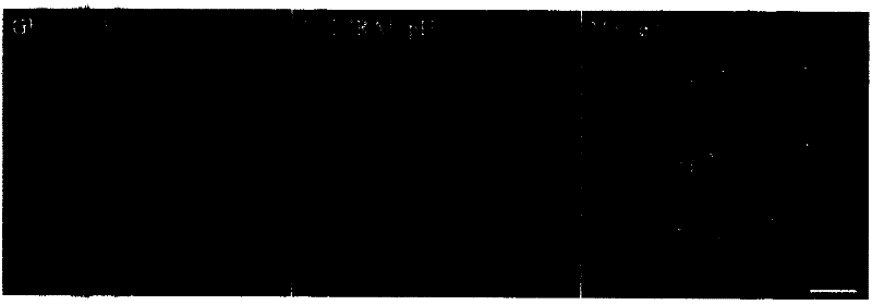 Probe and method for detecting membrane of glucose transporter 4