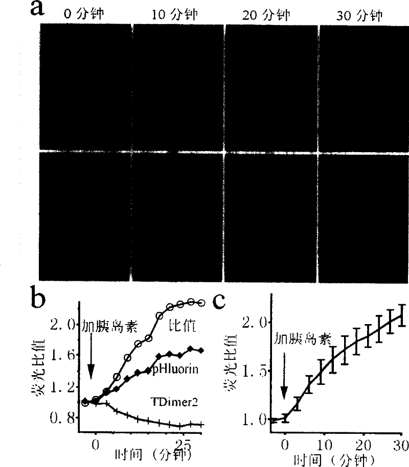 Probe and method for detecting membrane of glucose transporter 4