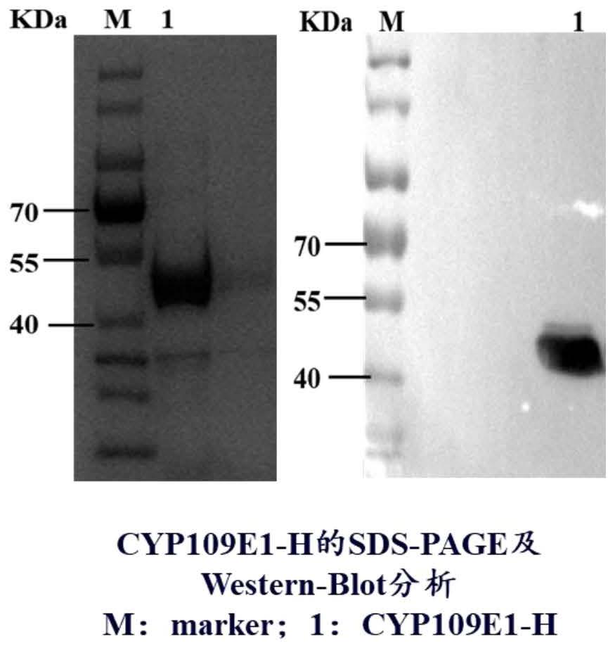 Vitamin D3 C-25 site P450 hydroxylase as well as gene, expression vector, strain and application thereof