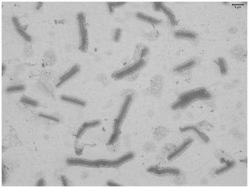 Brevibacterium frigoritolerans strain capable of denitrification and efficient flocculation and application thereof