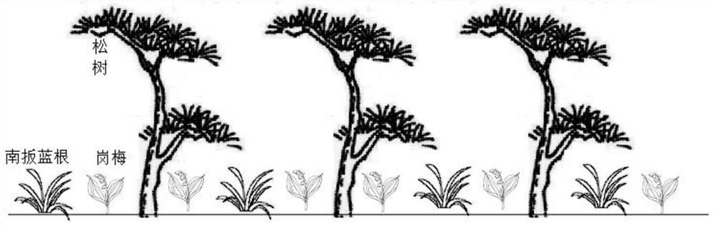 Method for planting traditional Chinese medicinal material roughhaired holly and interplanting baphicacanthus cusia under pine trees
