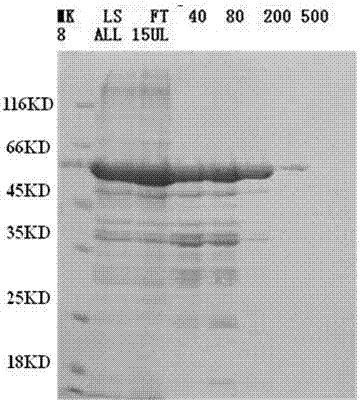 Double-antibody sandwich ELISA quantitative determination kit of porcine epidemic diarrhea virus and application