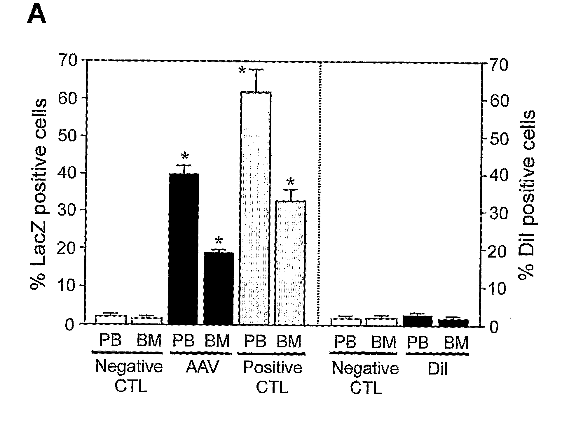Stably transformed bone marrow-derived cells and uses thereof