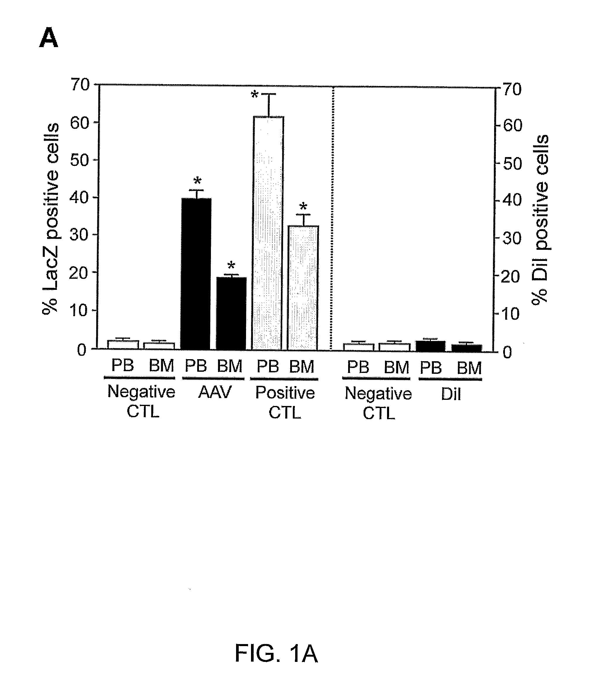 Stably transformed bone marrow-derived cells and uses thereof