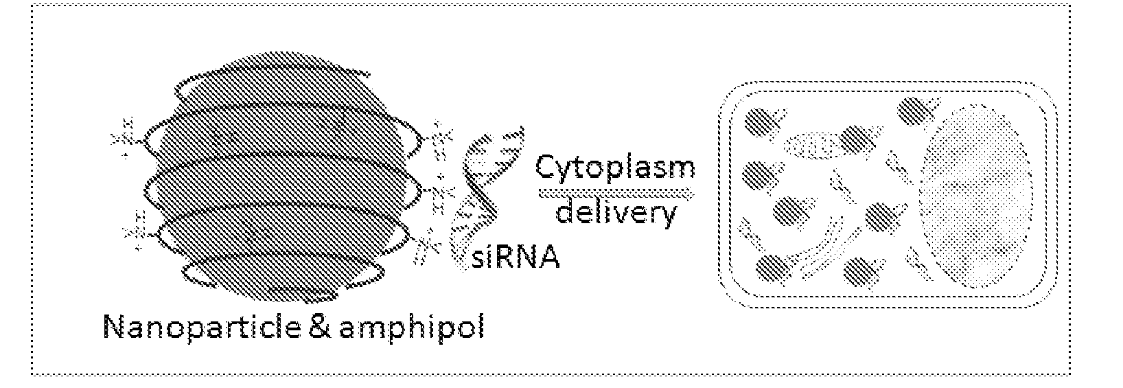 Nanoparticle-amphipol complexes for nucleic acid intracellular delivery and imaging