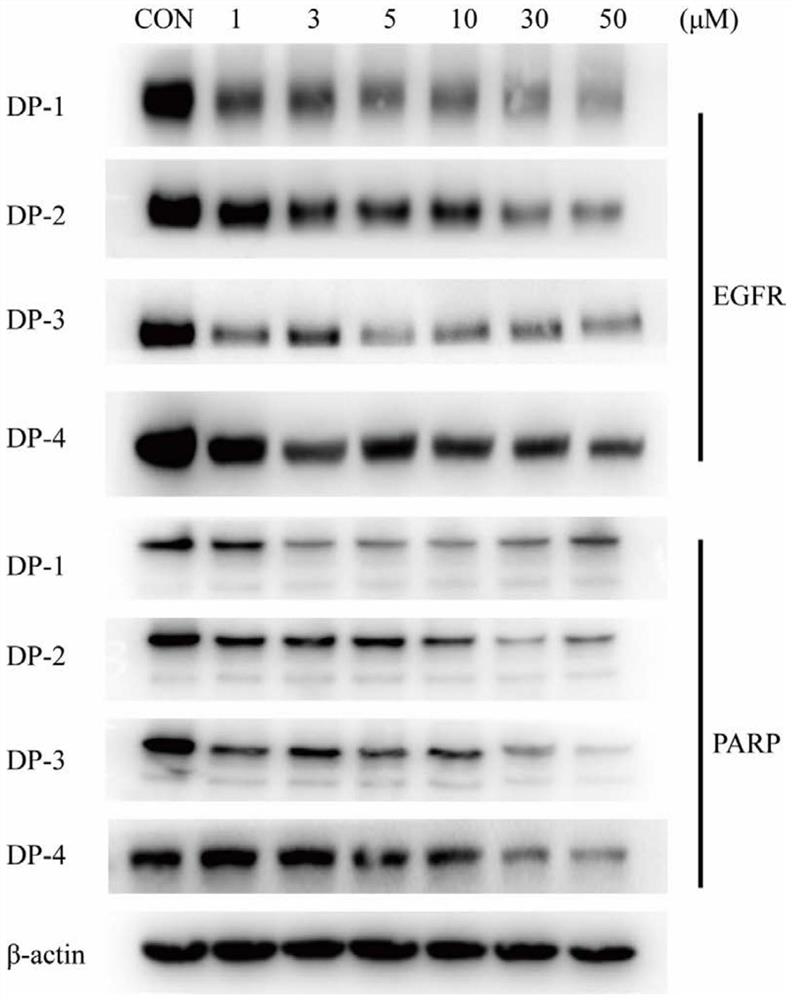 Compound for simultaneously inducing EGFR and PARP protein degradation as well as preparation method and application thereof
