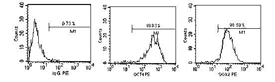 Sub-totipotent stem cell, preparation method and application thereof