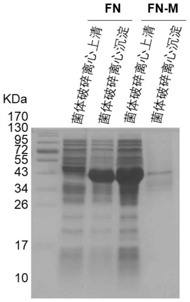 Coding sequence of fibronectin mutant with high expression quantity and strong activity and application of coding sequence