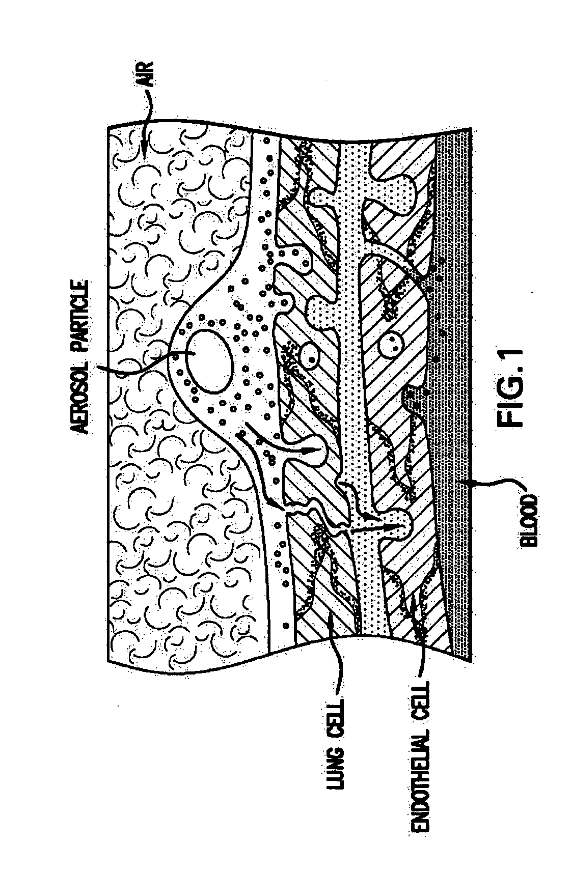 Growth factor therapy mobilization of stem cells into the peripheral blood