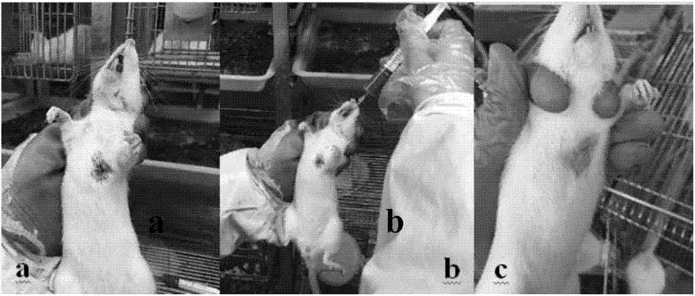 Establishing method of qi-stagnancy and blood stasis uterus myoma model