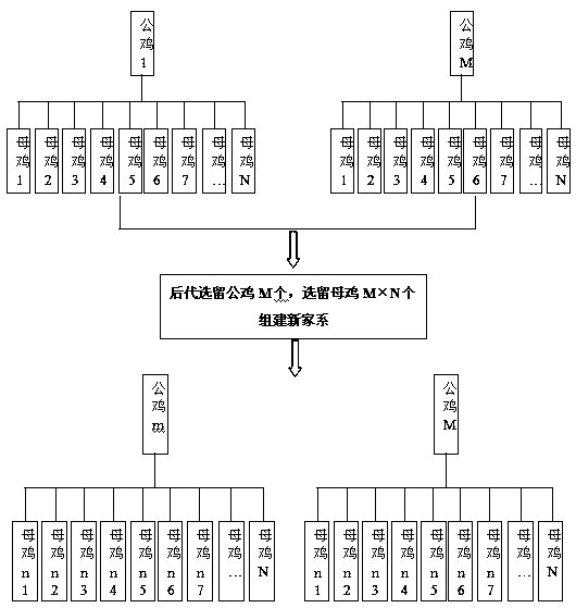 Chicken breed conservation and breeding group family coding tracing method and application