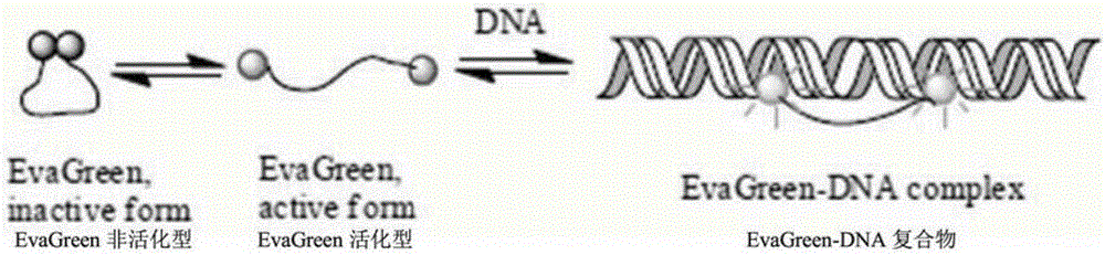 Quantitative PCR method adopting dye EvaGreen and dual HotStar polymerases