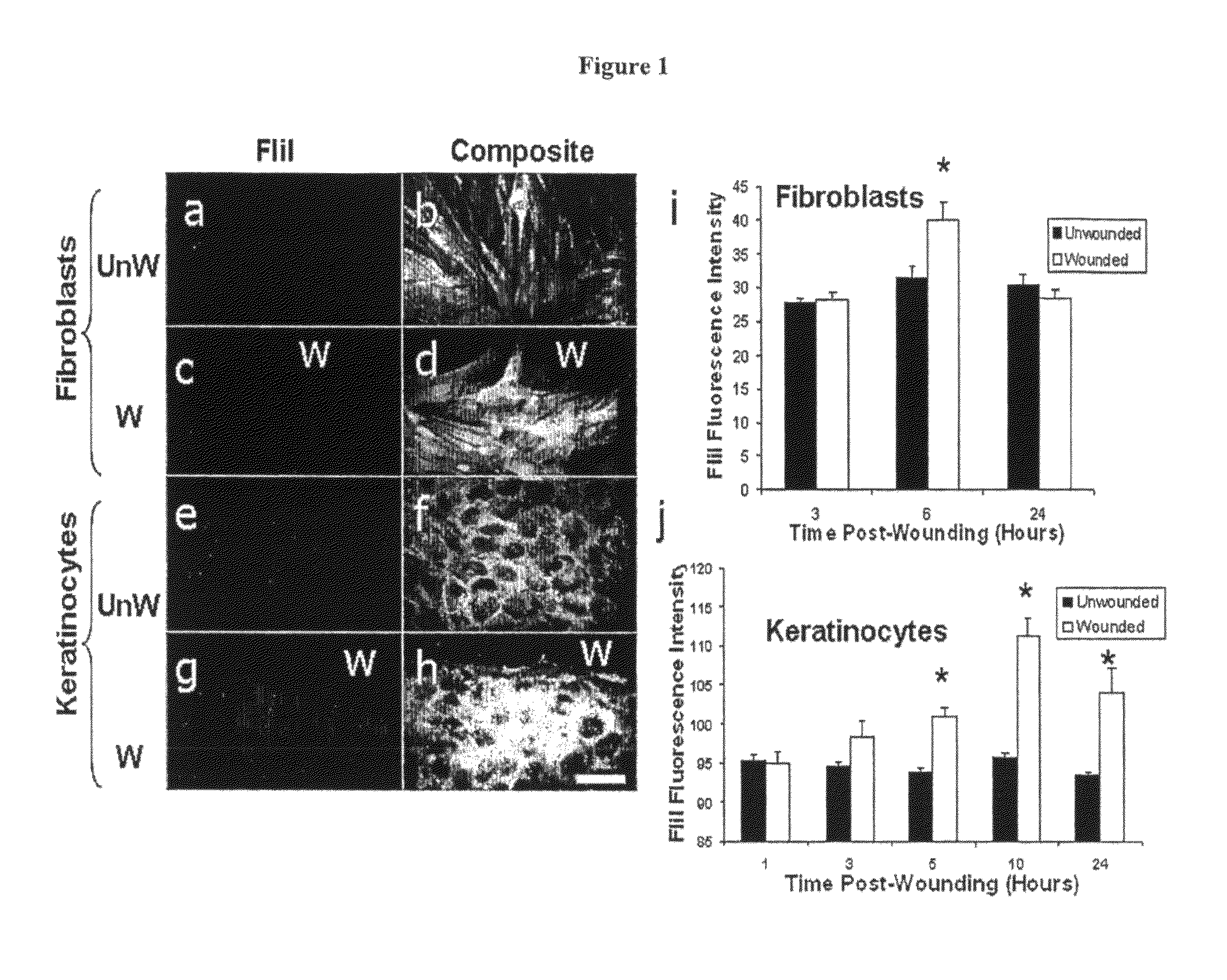 Methods and compositions for modulating wound repair