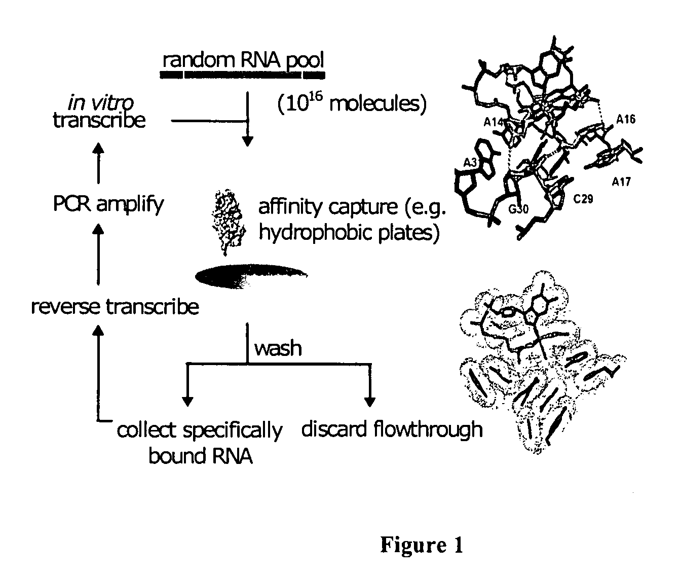 Multivalent aptamer therapeutics with improved pharmacodynamic properties and methods of making and using the same
