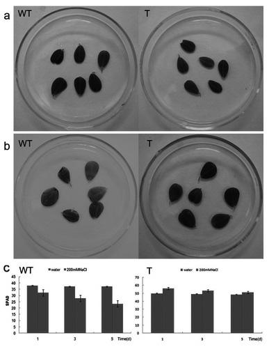 Peanut salt-tolerant associated gene Rab7 and application thereof to improvement of salt tolerance