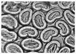 PVA (polyvinyl alcohol) fiber as well as preparation method and application thereof