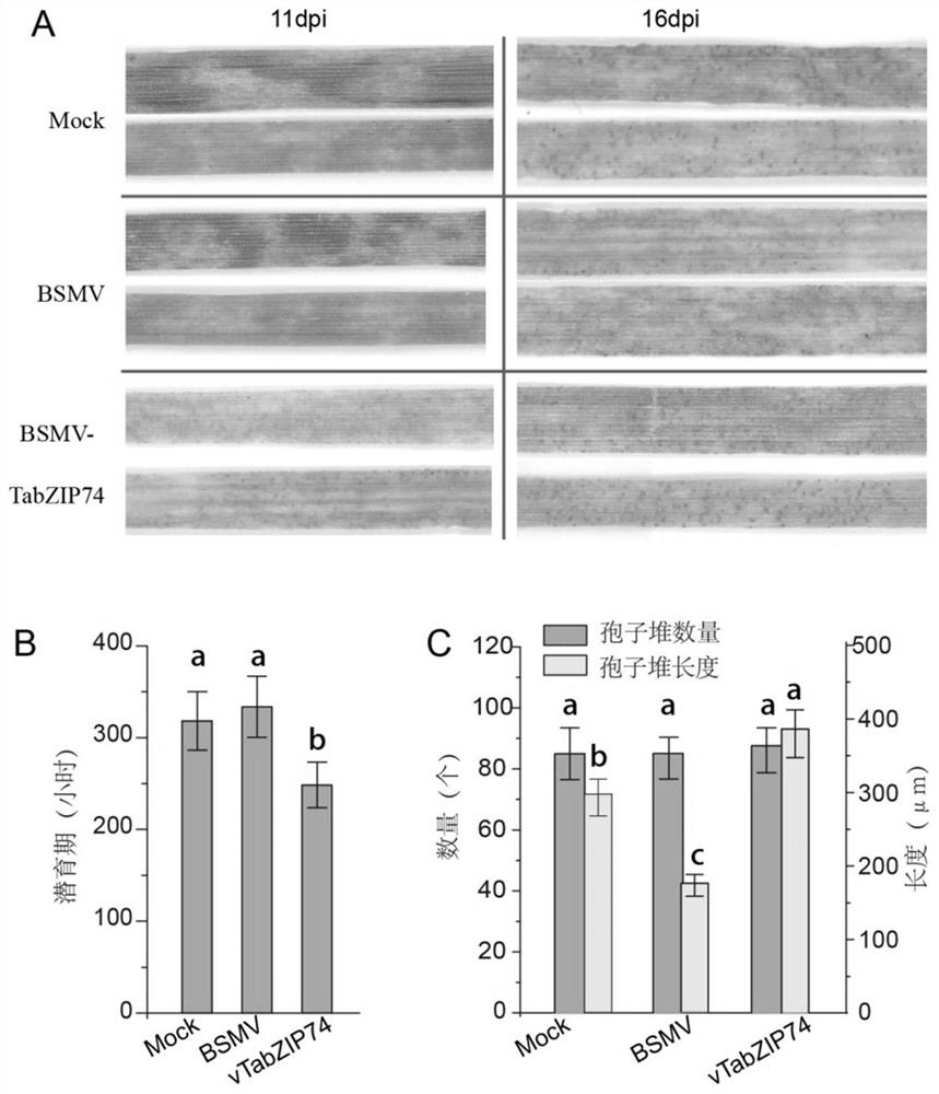 Wheat stripe rust resistance related protein tabzip74 and its coding gene and application