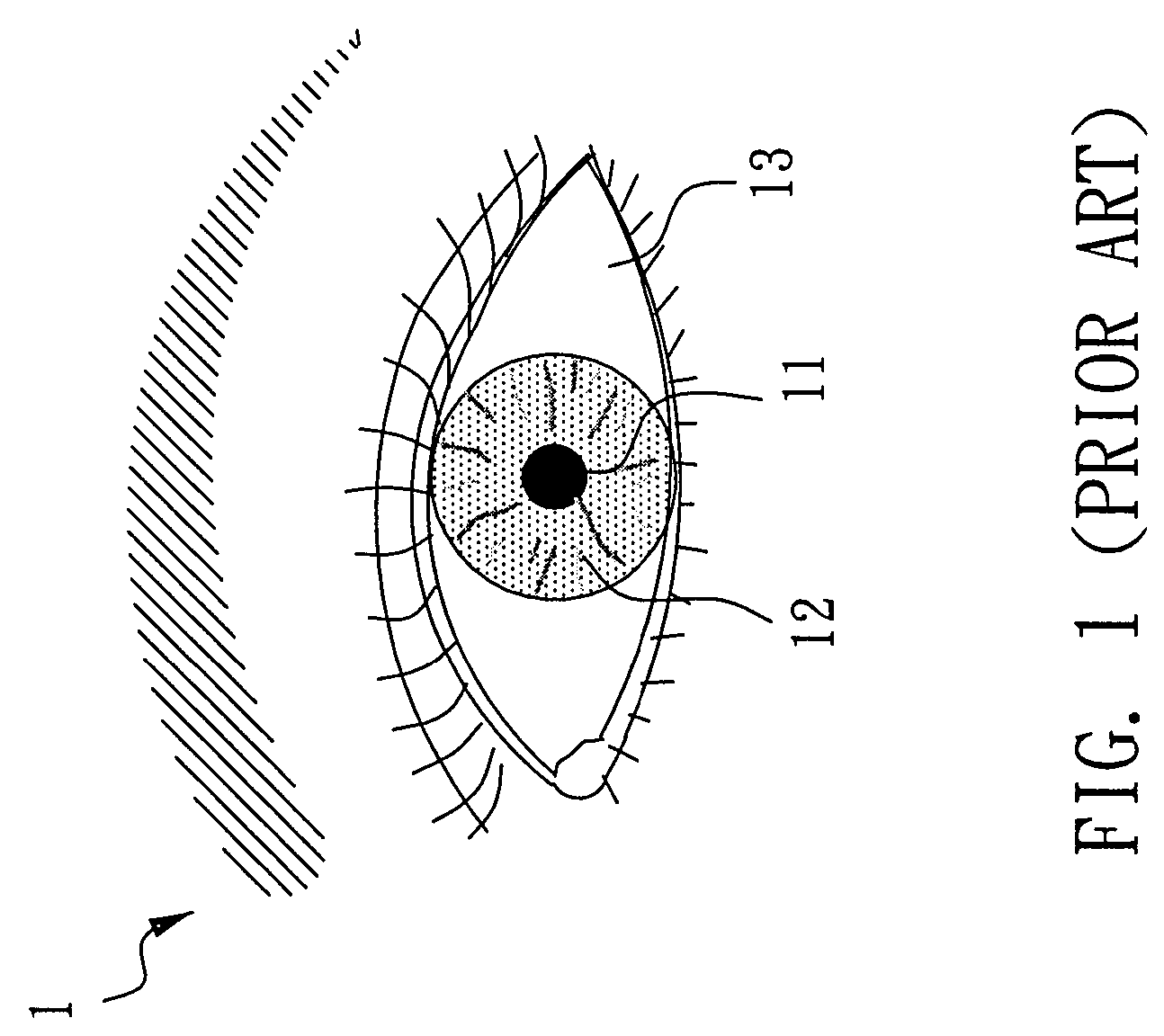 Iris extraction method capable of precisely determining positions and sizes of irises in a digital face image