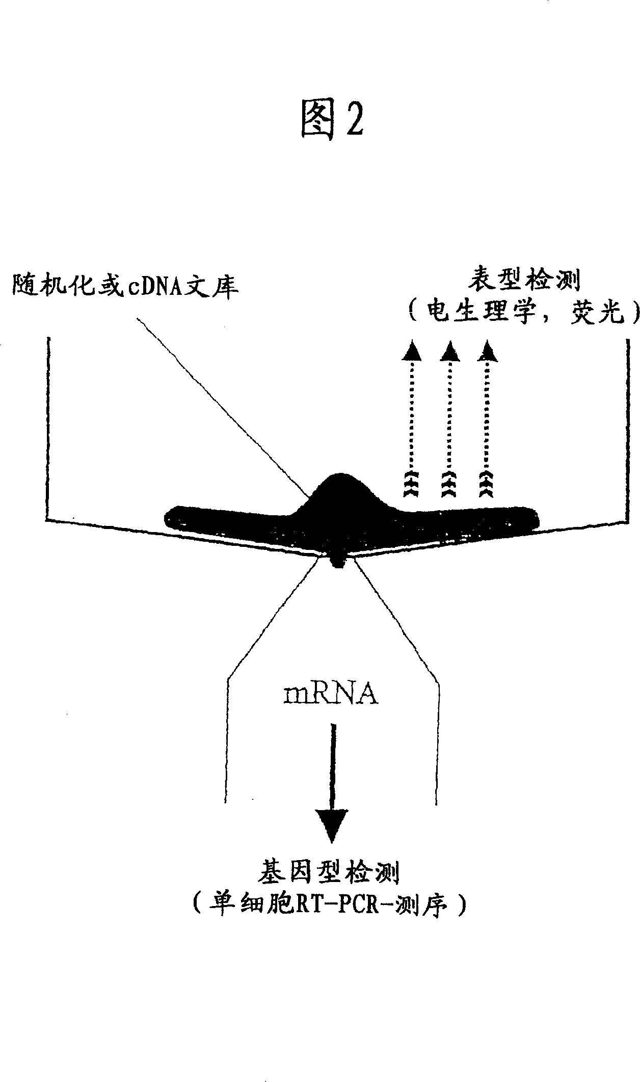 Screening methods