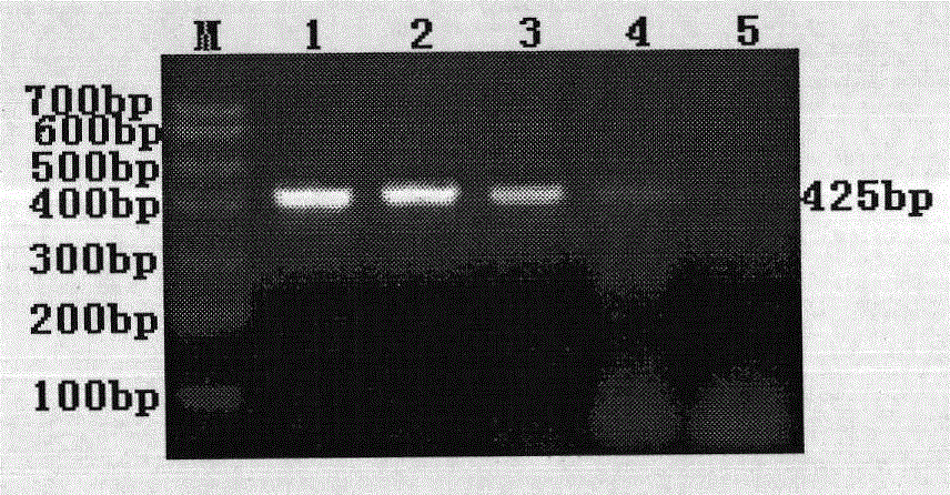 Polymerase chain reaction (PCR) primer pair for identifying H9 subtype avian influenza virus and application thereof