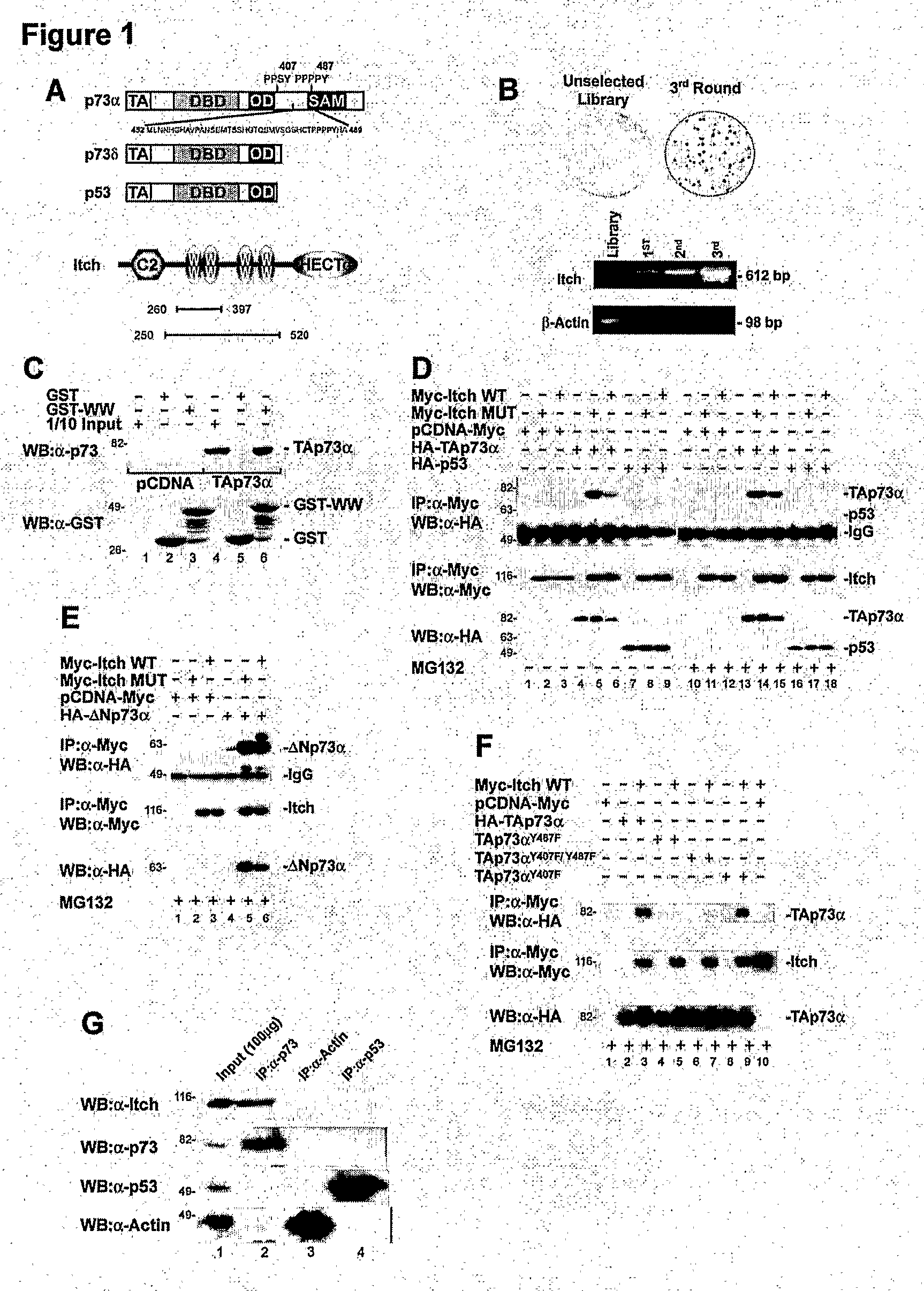 Modulators of Itch Ubiquitinase Activity