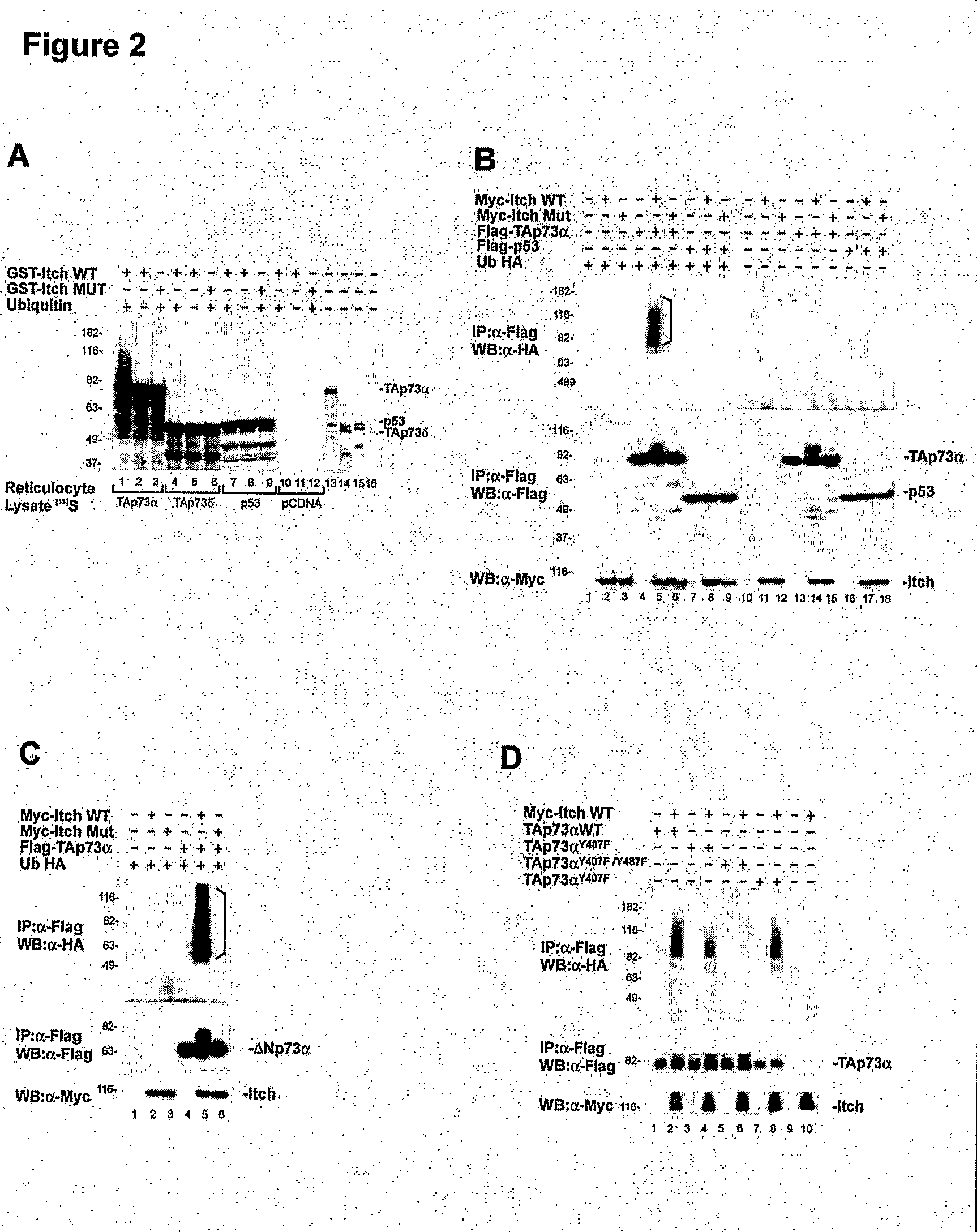 Modulators of Itch Ubiquitinase Activity